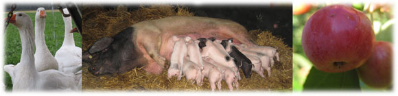 Barmbrucher Kindernest - Kinderbetreuung / Tagesmutter auf dem Bauernhof - Landleben