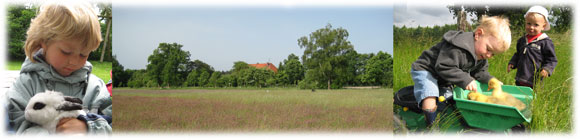 Bildleiste Barmbrucher Kindernest - Bioland-Hof Lehmberg - Startseite